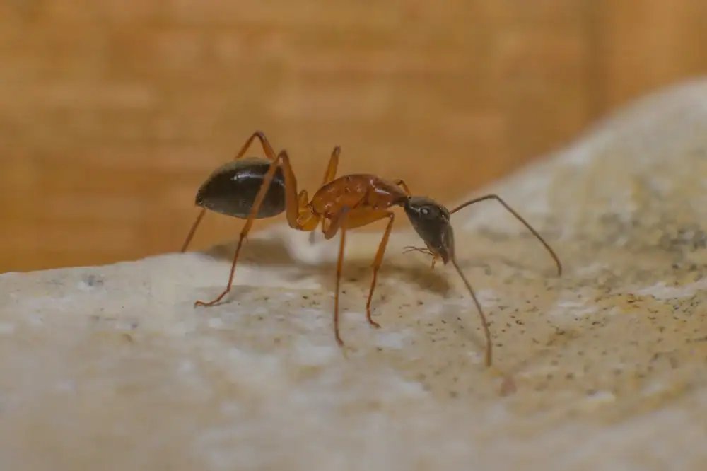 Ant and termite control service for homes and businesses.