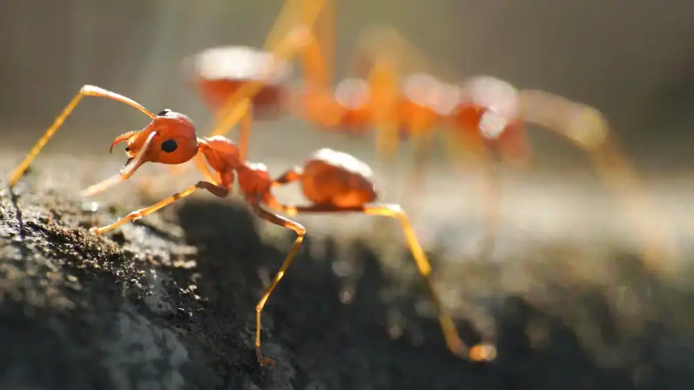 Ant infestation pest control service.