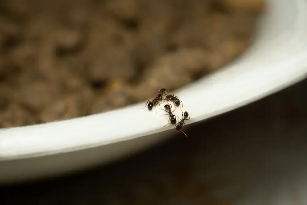 Ant extermination and pest control solutions.