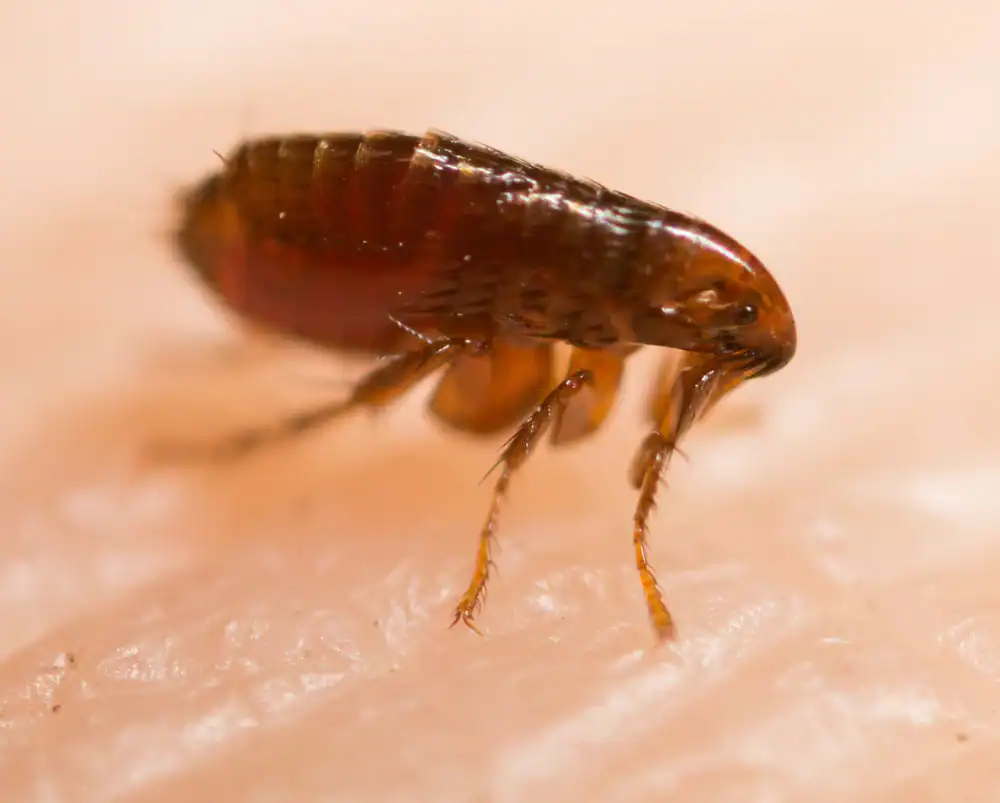 Highly effective bed bug treatment services for homes and businesses. Reliable pest control with a focus on eliminating pests efficiently.