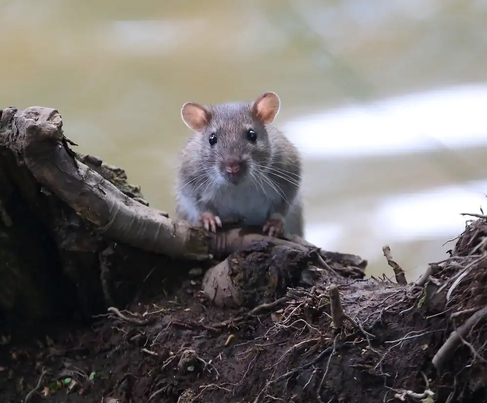 Small mouse perched on tree branch near water, needs pest control services.
