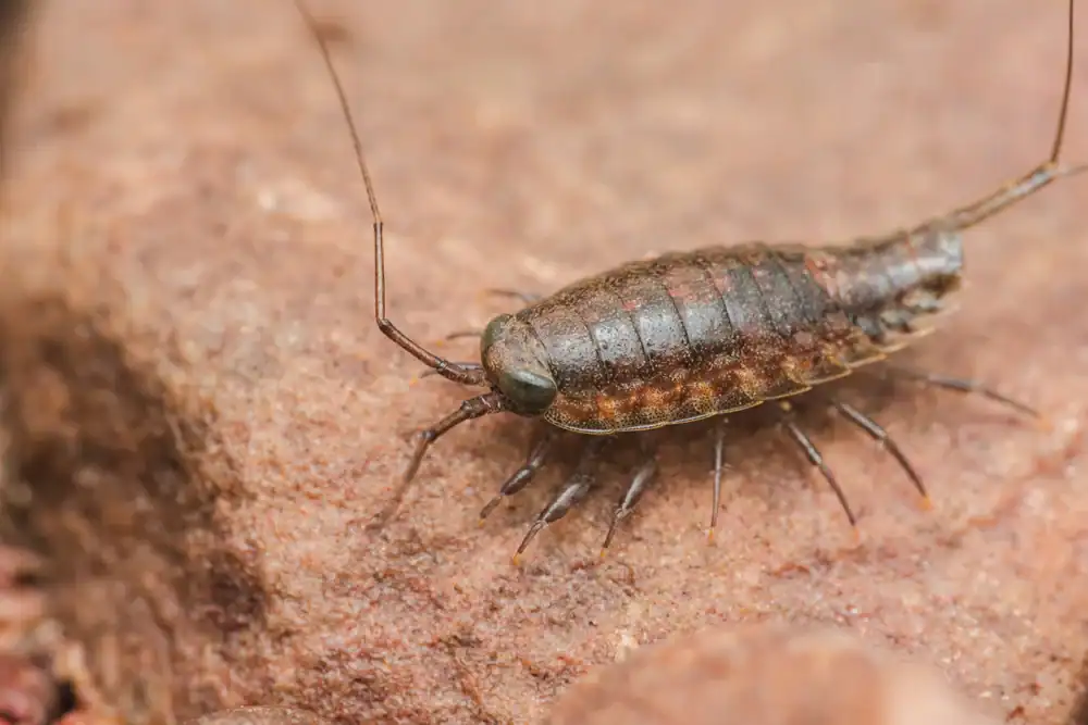 Close-up of a brown, segmented insect with long antennae and multiple legs walking on a rough, reddish-brown rock surface, highlighting the need for pest control in Hernando & Pasco County, FL.
