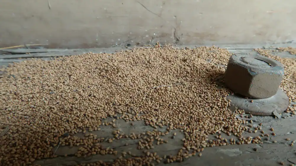 Pest control services for homes and businesses in need of fast, reliable pest extermination.