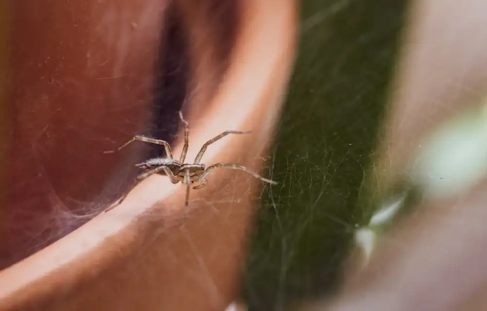 Effective spider pest removal in residential and commercial properties with Around The Clock Pest Service.